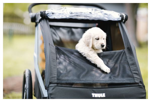 Kit rimorchio per cani Thule Courier